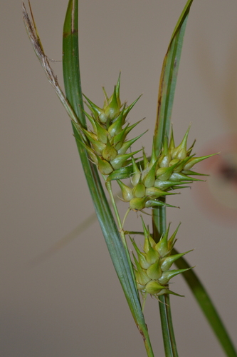 Carex lupulina, photograph 4