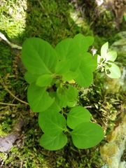 Lysimachia nummularia