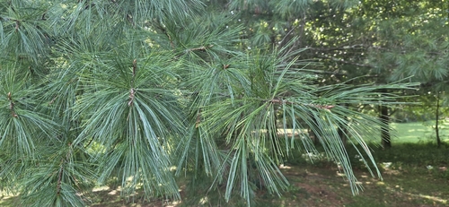 eastern white pine