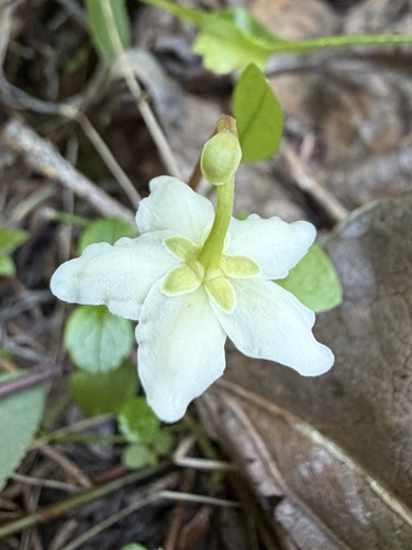 Moneses uniflora, photograph 4