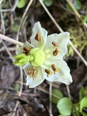 Moneses uniflora, photograph (c) Matt Berger, some rights reserved (CC BY)