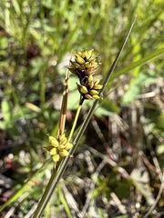 Carex media, photograph (c) Matt Berger, some rights reserved (CC BY)