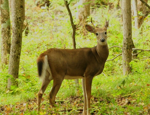White-tailed Deer