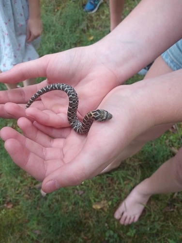 Eastern Hognose Snake