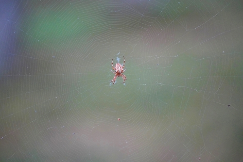 Cross Orbweaver