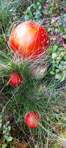 Fly Agaric