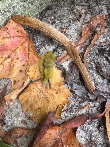 Banded Tussock Moth