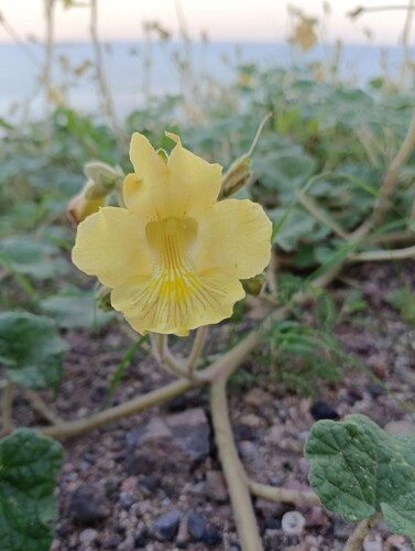 Proboscidea althaeifolia, photograph 1