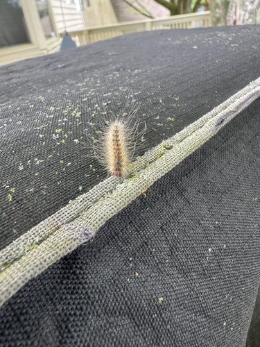 Fall Webworm Moth