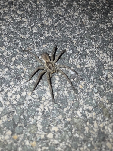 Radiated Wolf Spider