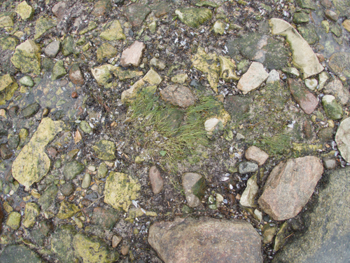Zannichellia palustris, photograph 2
