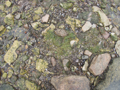 (c) Mary Krieger, some rights reserved (CC BY) Zannichellia palustris, photograph (c) Mary Krieger, some rights reserved (CC BY)