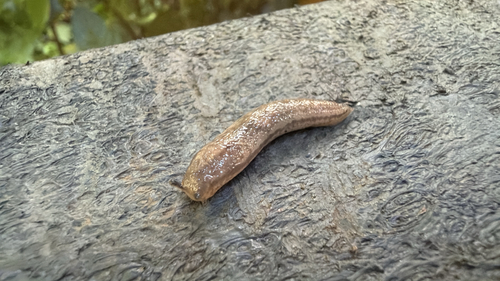 Meghimatium observed 2026-09-19