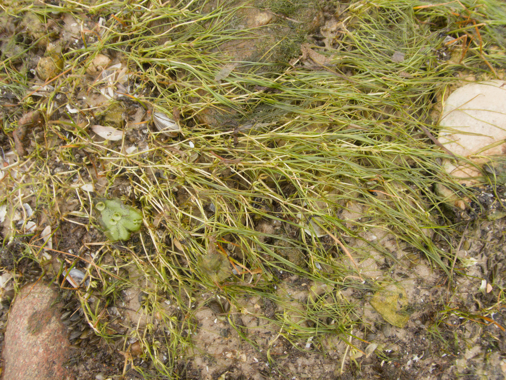 Zannichellia palustris; photograph (c) Mary Krieger, some rights reserved (CC BY)