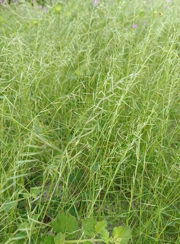 Bouteloua aristidoides, photograph 3
