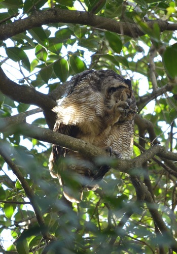 Great Horned Owl