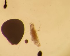 Eutardigrada