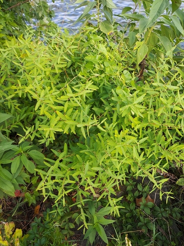 Apocynum sibiricum (Apocynum sibiricum)