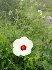 Hibiscus biseptus