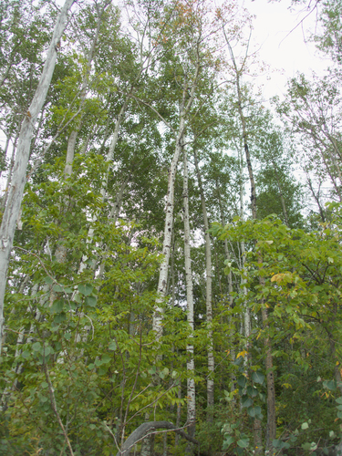 quaking aspen