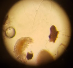 Eutardigrada