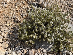 Satureja montana, photograph author not stated, no rights reserved
