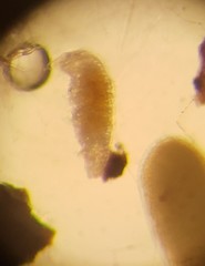 Eutardigrada
