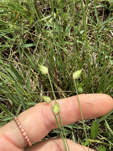 Abildgaardia ovata observed 2026-09-20