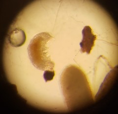 Eutardigrada
