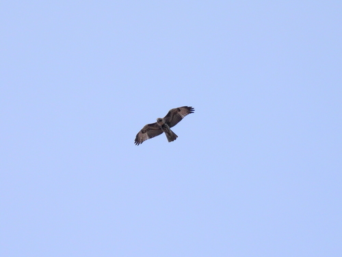 Red-tailed Hawk