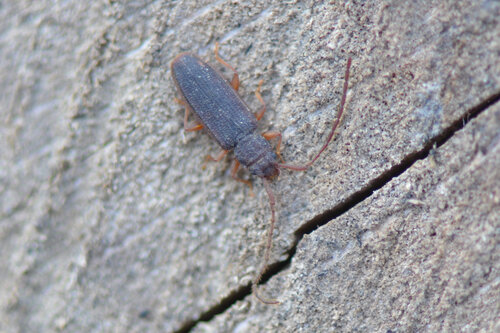 Uleiota planata
