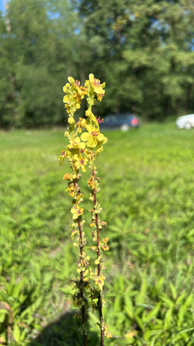 Dark Mullein