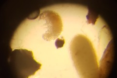 Eutardigrada