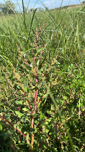 oak-leaved goosefoot