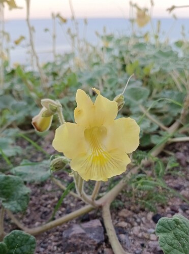 Proboscidea althaeifolia, photograph 2