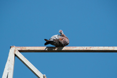 Columba guinea