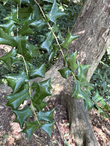 Chinese holly