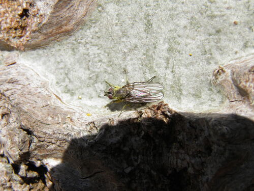 Egle ciliata
