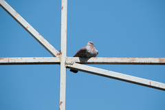 Columba guinea
