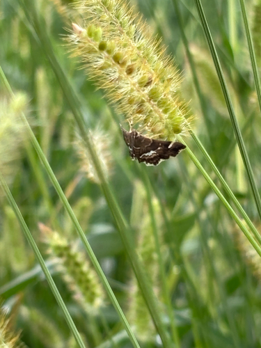 Spotted Beet Webworm Moth