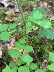 Rosa gymnocarpa, photograph (c) Aden Sommerville, some rights reserved (CC BY)