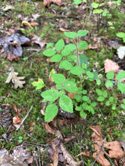 Rosa gymnocarpa, photograph (c) Aden Sommerville, some rights reserved (CC BY)