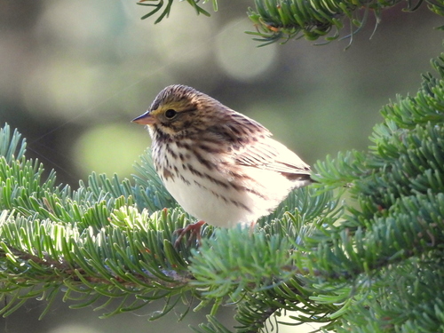 Savannah Sparrow