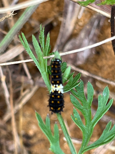Black Swallowtail