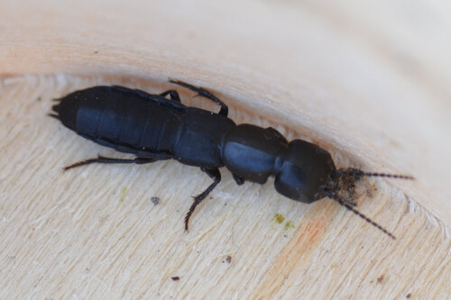 Ocypus nitens
