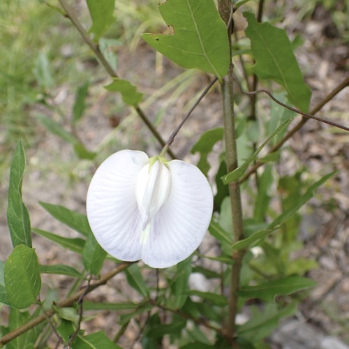Centrosema arenicola