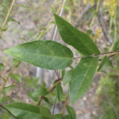 Centrosema arenicola, photograph 1