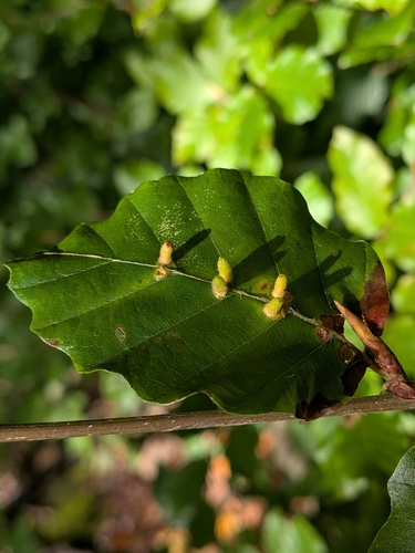 Hairy Beech Gall