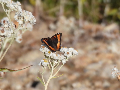 Milbert's Tortoiseshell