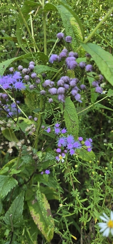 blue mistflower